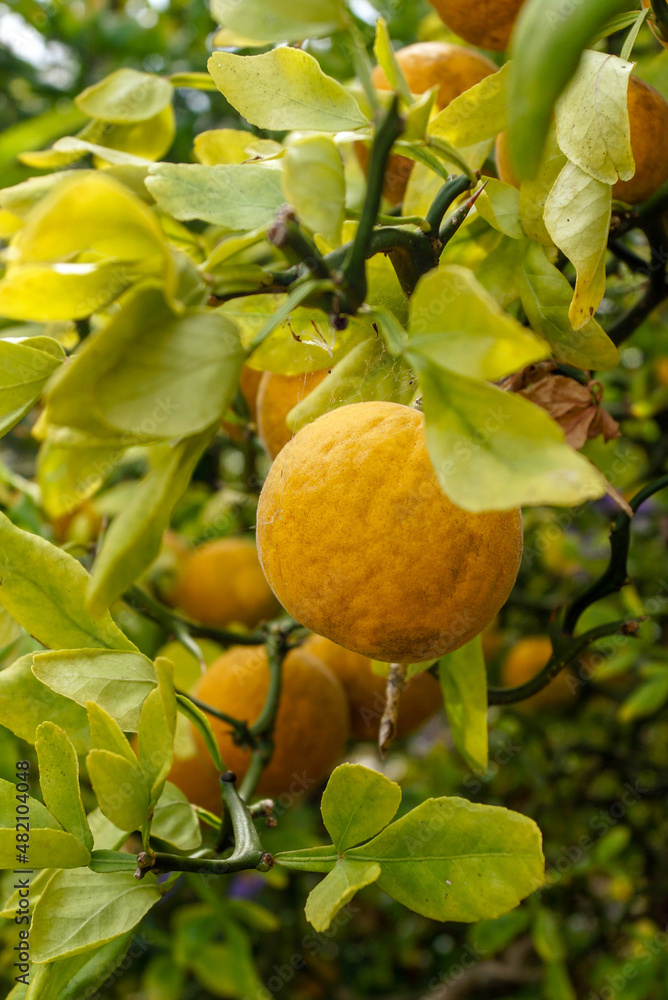 Vertical closeup of deciduous shrub 'Flying Dragon' hardy orange (Poncirus trifoliata 'Flying Dragon'), showing the thorny, contorted, green stems, yellow-orange fruit, and yellow fall foliage color