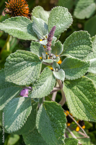 The plant commonly known as silver shield or silver spurflower (Plectranthus argentatus), showing the fuzzy, silver-gray foliage and some developing flower spikes photo
