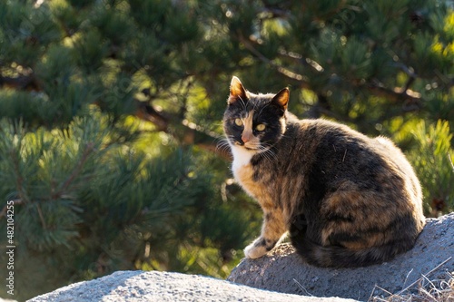Photography The daily lives of cats in the wild