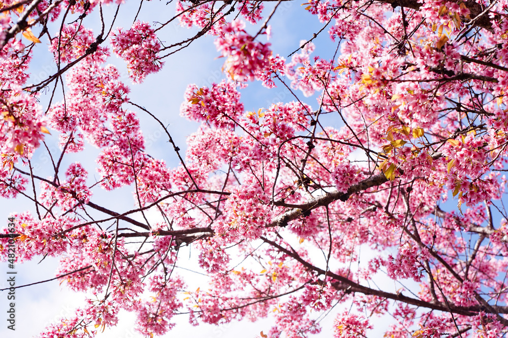 Cerasus cerasoides blooming Cerasus cerasoides blooming