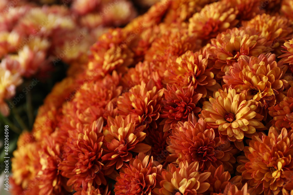 Beautiful fresh chrysanthemum flowers, closeup. Floral decor Beautiful fresh chrysanthemum flowers, closeup. Floral decor