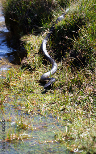 Tasmanian Tiger Snake  Notechis scutatus   is one of the most venomous snakes on earth.  This type is endemic to Tasmania.