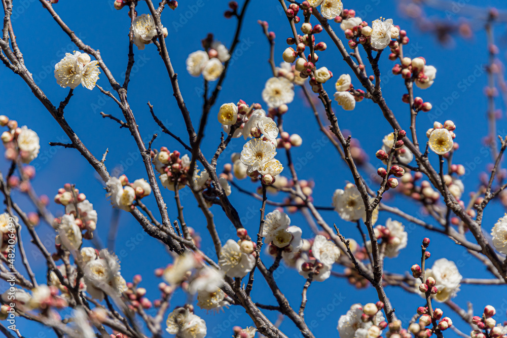 White plum blossoms in the farmyard White plum blossoms in the farmyard