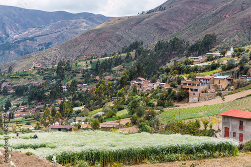 Chuchupampa valley, rural town in Tarma Peru, valley view full of trees, houses and hills, farmers harvesting flowers photo