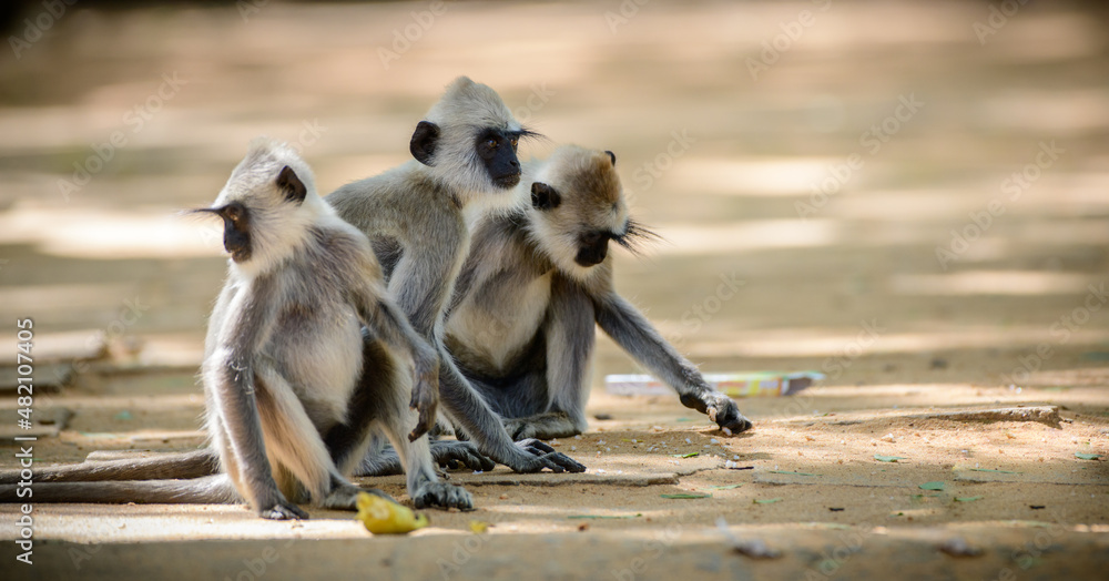 Three tufted gray langur monkeys on the ground picking up foods in the streets of Kataragama temple.