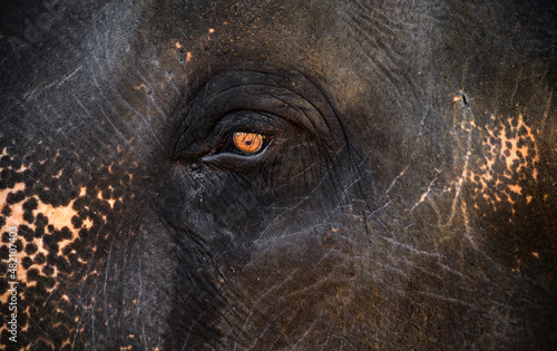 Photography Save elephants concept, sad and weeping elephants eye close up photograph, Sensitive elephant shedding tears