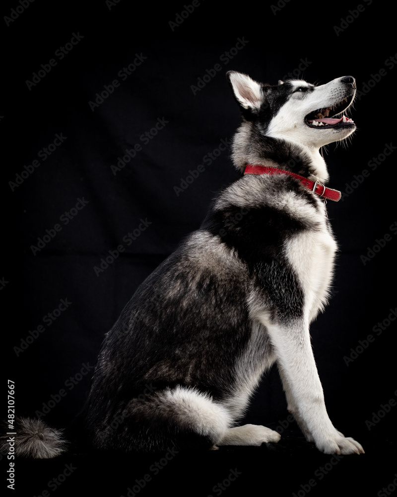 husky siberian Alaskan malamute and husky dogs beutiful huskies husky siberian Alaskan malamute and husky dogs beutiful huskies