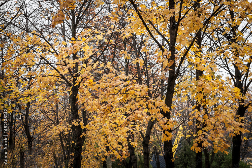 Close up on a plane trees with yellow and brown dry leaves, in autumn. Also known as sycamore, or platanus, the tree is a symbol of fall in northern hemisphere...