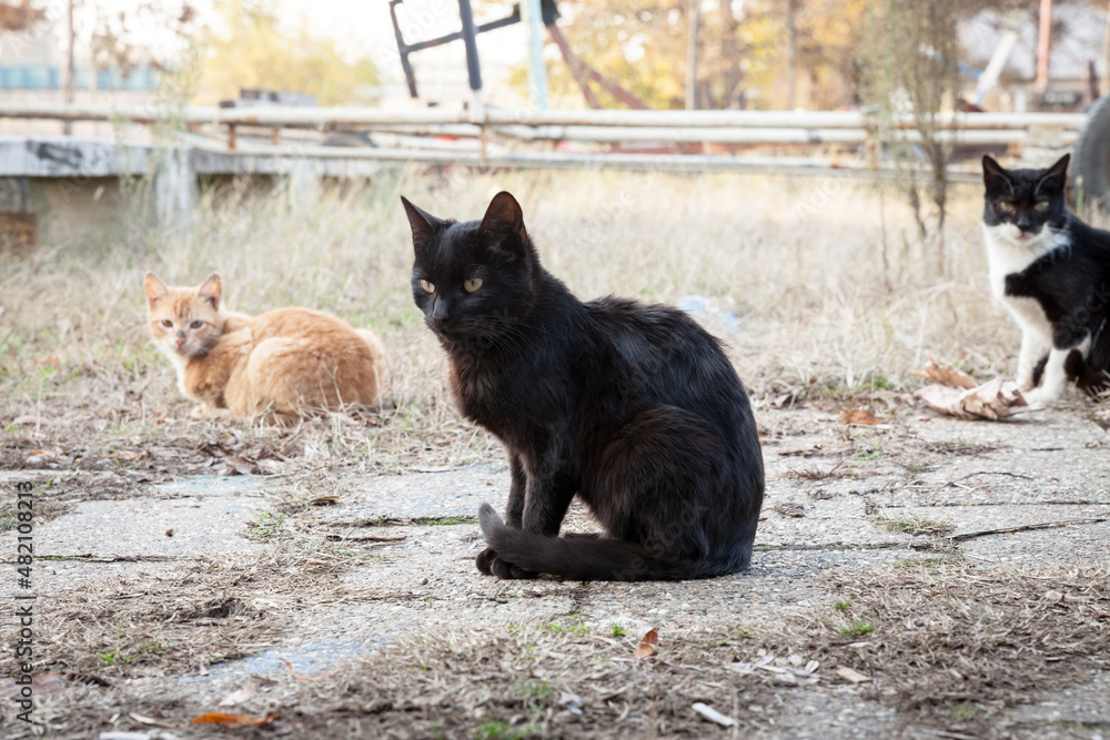 Curated visual reference: Young Black Cats With Difficulty Walking Reference: Foto De Selective Blur On A Young Black Cat In