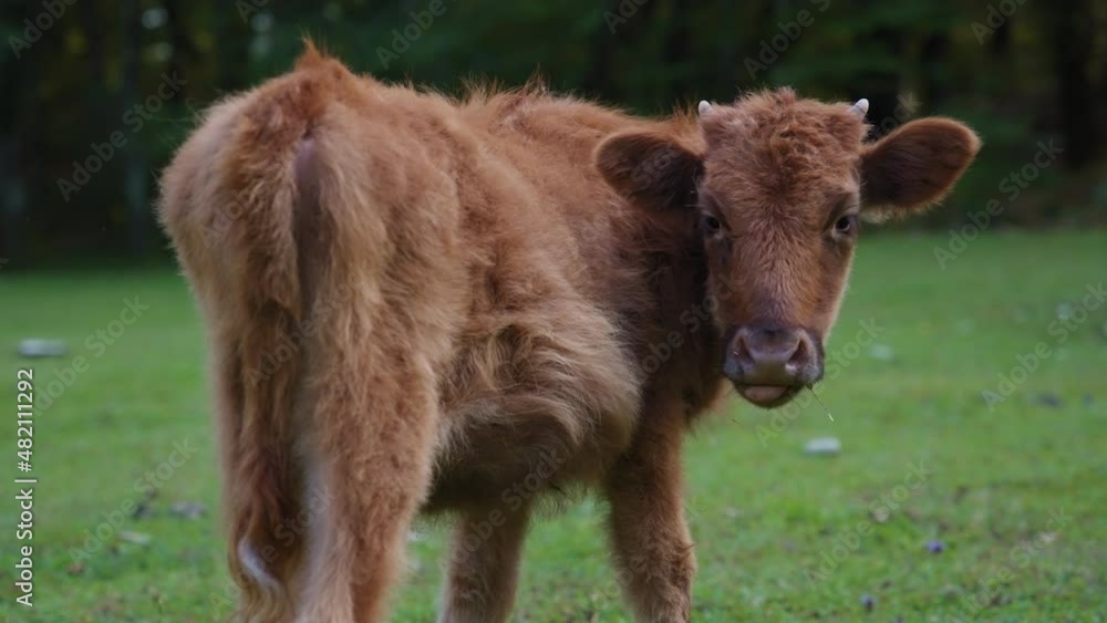 Wild furry cow eating grass while looking at the camera. Wildlife, nature concept. Slow motion. Wild furry cow eating grass while looking at the camera. Wildlife, nature concept. Slow motion.