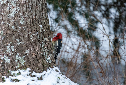 a red headed woodpecker cling at the bottom of tree trunk on a snowy day in the park
