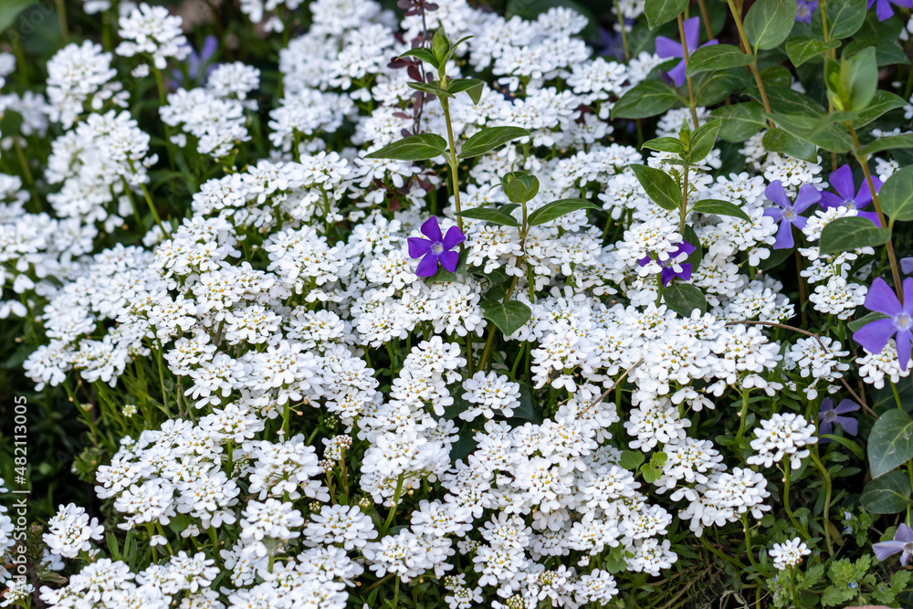 White Iberis evergreen (lat. Iberis sempervirens) and lilac Periwinkle (Vinca) in the shade of the garden White Iberis evergreen (lat. Iberis sempervirens) and lilac Periwinkle (Vinca) in the shade of the garden