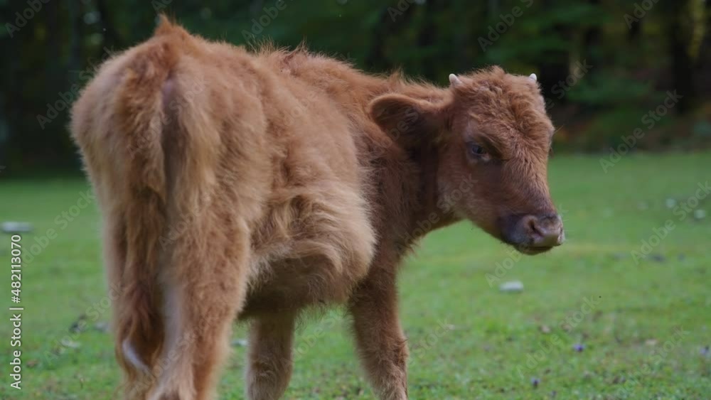 Wild brown cow eating grass while looking at the camera. Wildlife, nature concept. Slow motion. Wild brown cow eating grass while looking at the camera. Wildlife, nature concept. Slow motion.