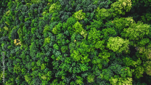 Bright Green Tree Top from Above
