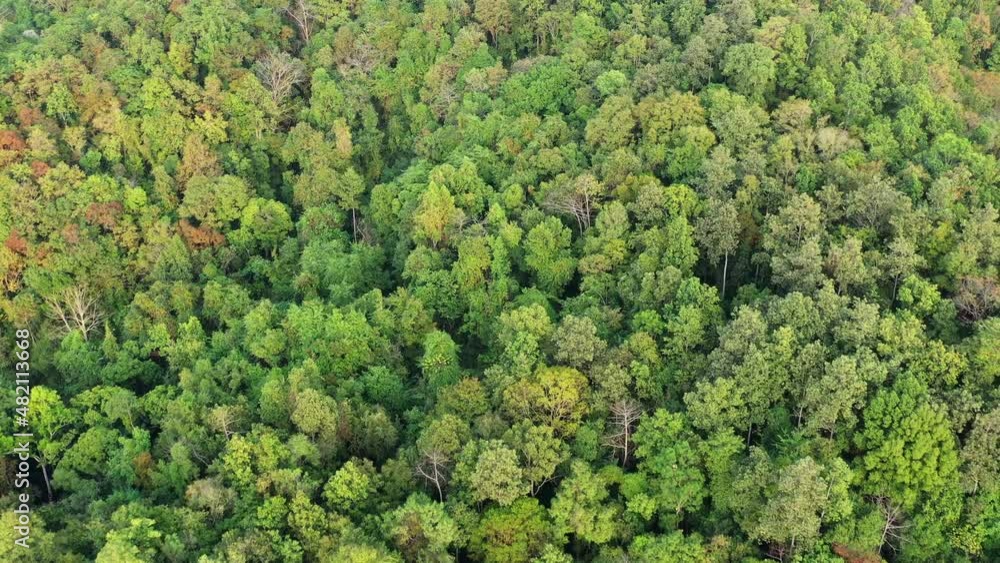 aerial view, rich forest with dense trees Tropical rainforest in northern Thailand aerial view, rich forest with dense trees Tropical rainforest in northern Thailand