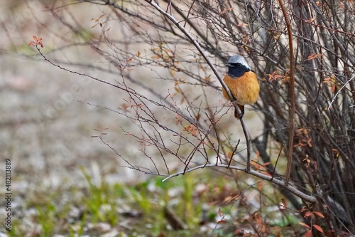 daurian redstart in the park