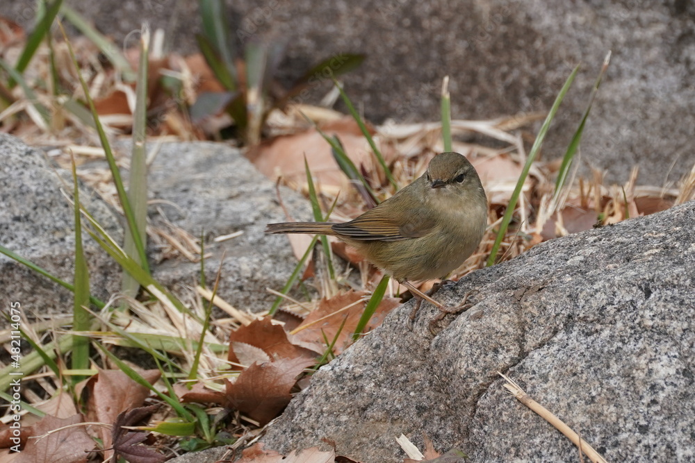 japanese bush warbler in the forest japanese bush warbler in the forest