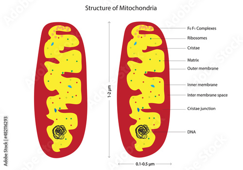 Plant and animal mitochondria, The mitochondrion is a semi autonomous double-membrane-bound organelle found in most eukaryotic organisms.  (parts of mitochondria) photo