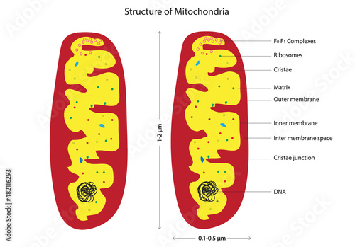 Plant and animal mitochondria, The mitochondrion is a semi autonomous double-membrane-bound organelle found in most eukaryotic organisms.  (parts of mitochondria)