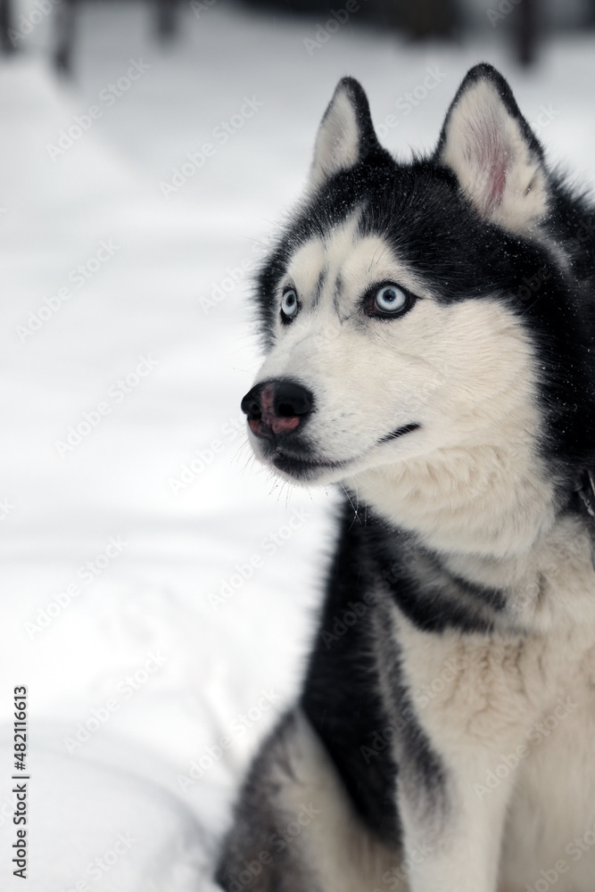 Attentive husky dog with his head tilted looks with interest to the side