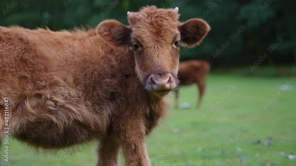Wild furry cow looking at the camera. Wildlife, nature concept. Slow motion, tracking shot. 