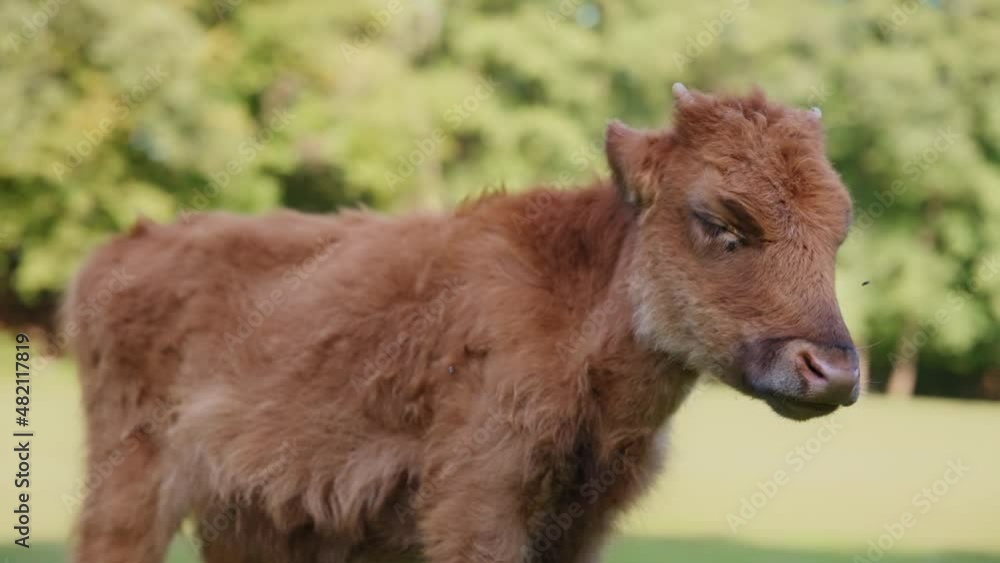 Wild brown cow looking at the camera, while grazing on the meadow. Wildlife, nature concept. Slow motion, tracking shot. Wild brown cow looking at the camera, while grazing on the meadow. Wildlife, nature concept. Slow motion, tracking shot.