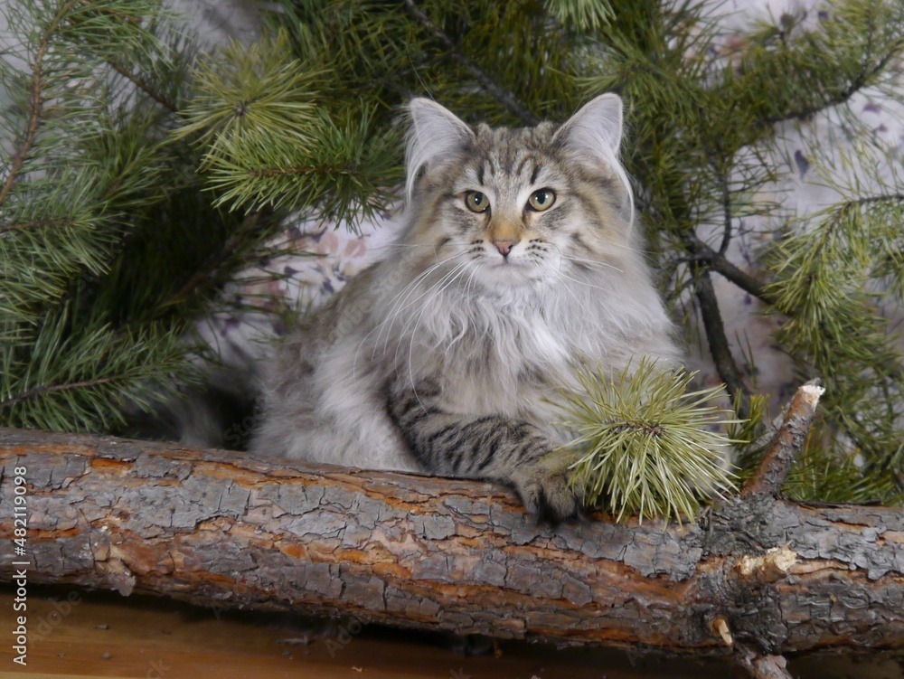 Forest sales big cats