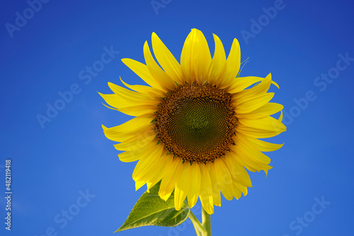 sunflower on blue sky with clipping path
