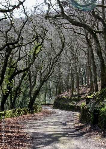 Road Under the Trees, Woody Bay, Southern England