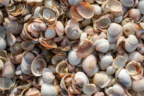 Seashells on the beach