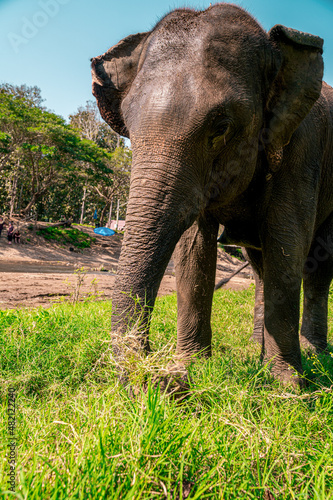 Elephants of Thailand being free in the countryside