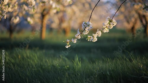 Fantastic ornamental garden with blooming cherry trees in evening light. 