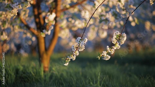 Spectacular ornamental garden with blooming cherry trees in evening light. 