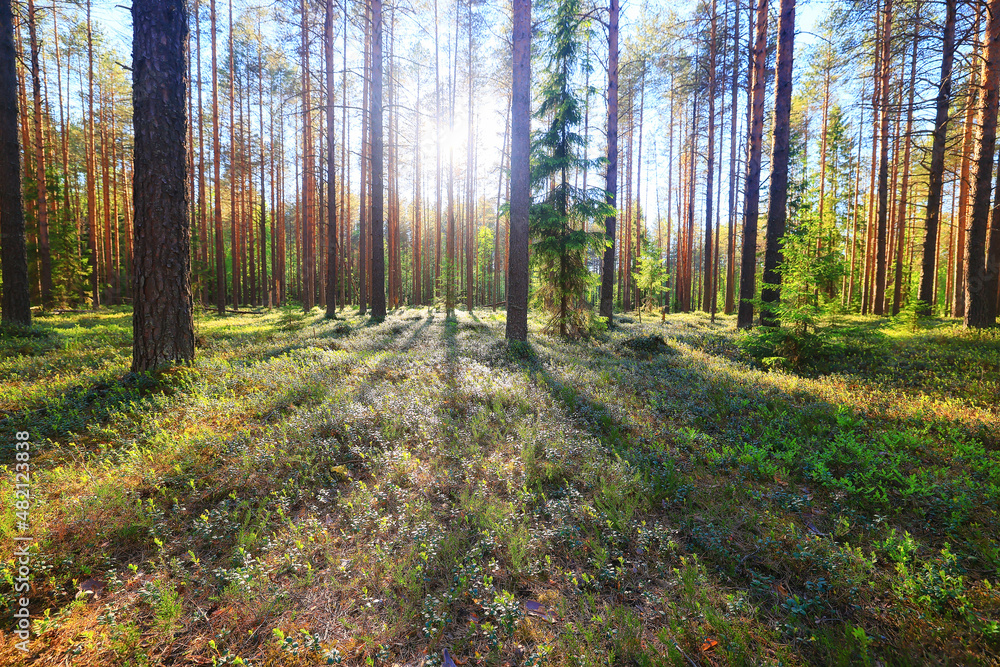 Fototapeta premium sunny summer day in green park, beautiful landscape trees background
