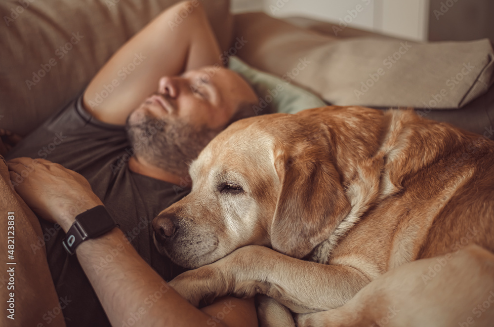 Obraz premium a man sleeps on the couch with a Labrador dog. pet, friendship