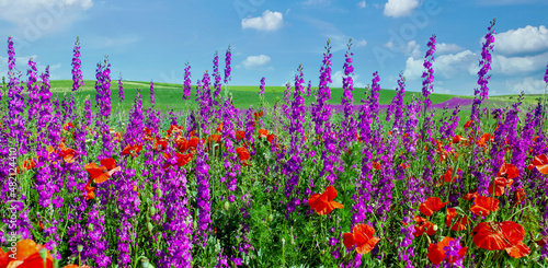 Poppy field in summer countryside on blue clear sky. Panorama of poppies and delphinium flowers field. Organic Farming seed extraction in Rhineland Palatinate, Germany. Seed collection © ImageSine