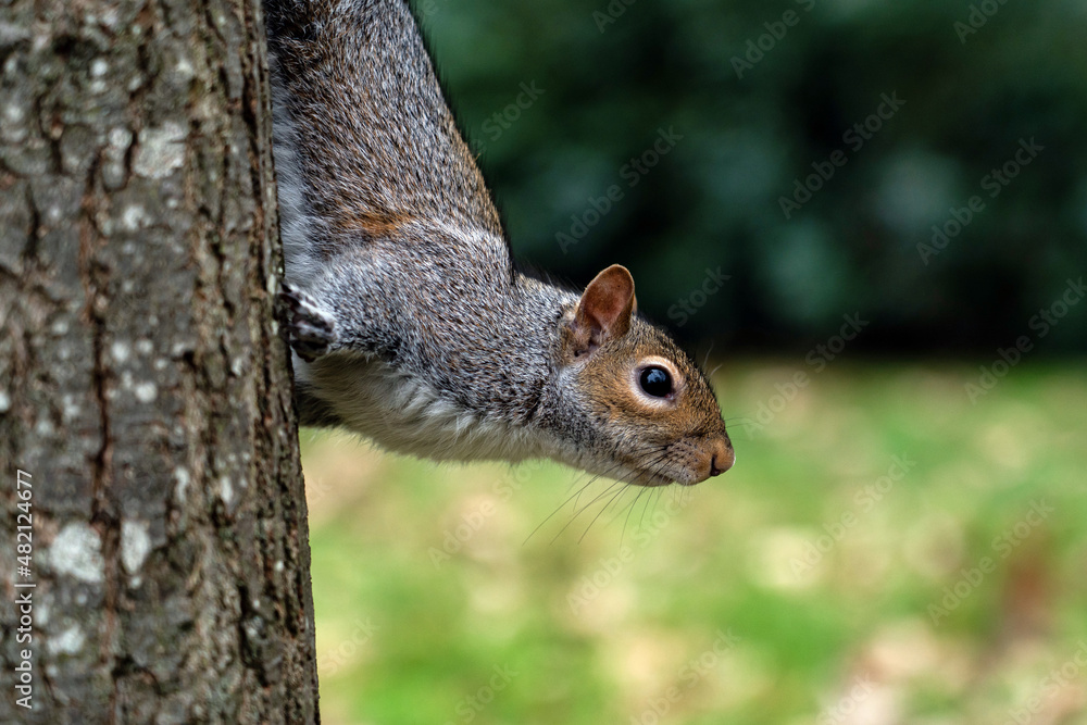 squirrel on a tree squirrel on a tree