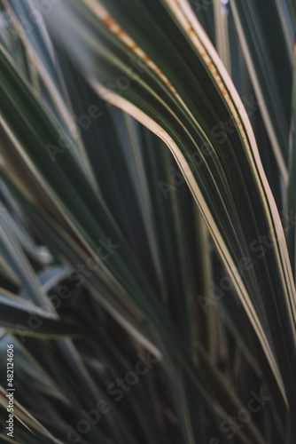 close up of leaves 