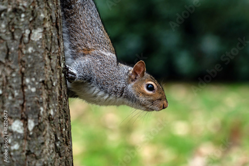 squirrel on a tree © Eszter