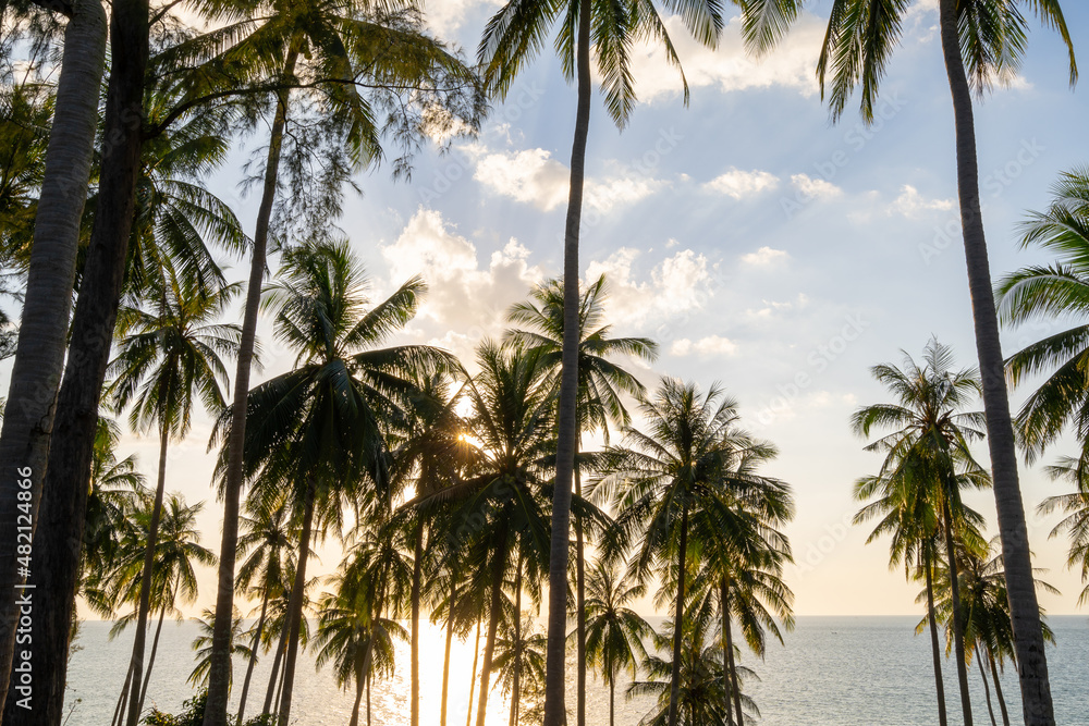 Silhouette coconut palm trees at sunset or sunrise sky over sea Amazing light nature colorful landscape Beautiful light nature sky and clouds