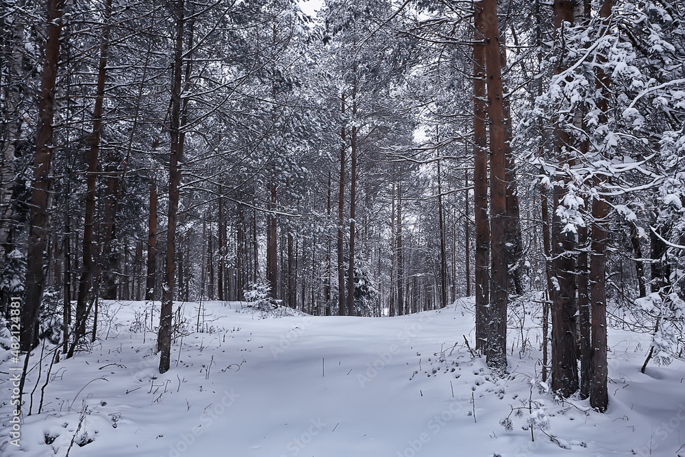winter fir trees in the forest landscape with snow covered in december winter fir trees in the forest landscape with snow covered in december