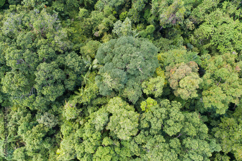 Amazing abundant forest Aerial view of forest trees Rainforest ecosystem and healthy environment background Texture of green trees forest top down © panya99