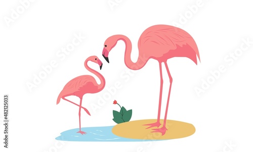 pink flamingo in the water