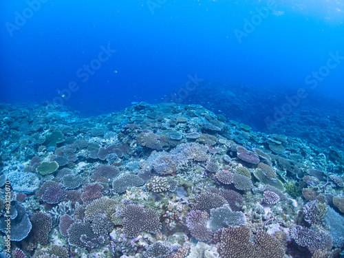 Healthy Corals around Ishigaki island, Okinawa