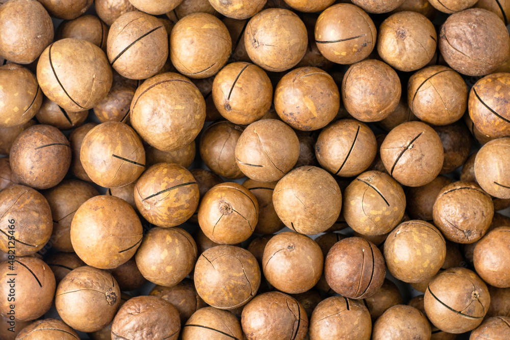 macadamia nuts with saws for splitting background backdrop macadamia nuts with saws for splitting background backdrop