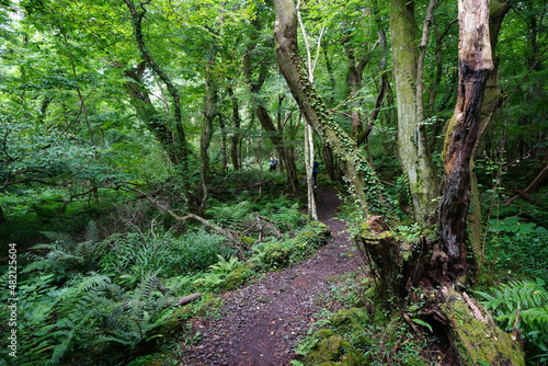 a fascinating pathway through midsummer forest