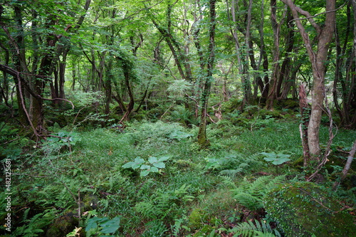 a flourishing summer forest