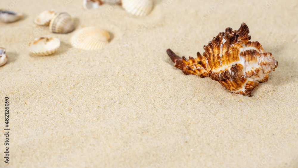 seashell close-up, small pebbles on the sandy beach seashell close-up, small pebbles on the sandy beach