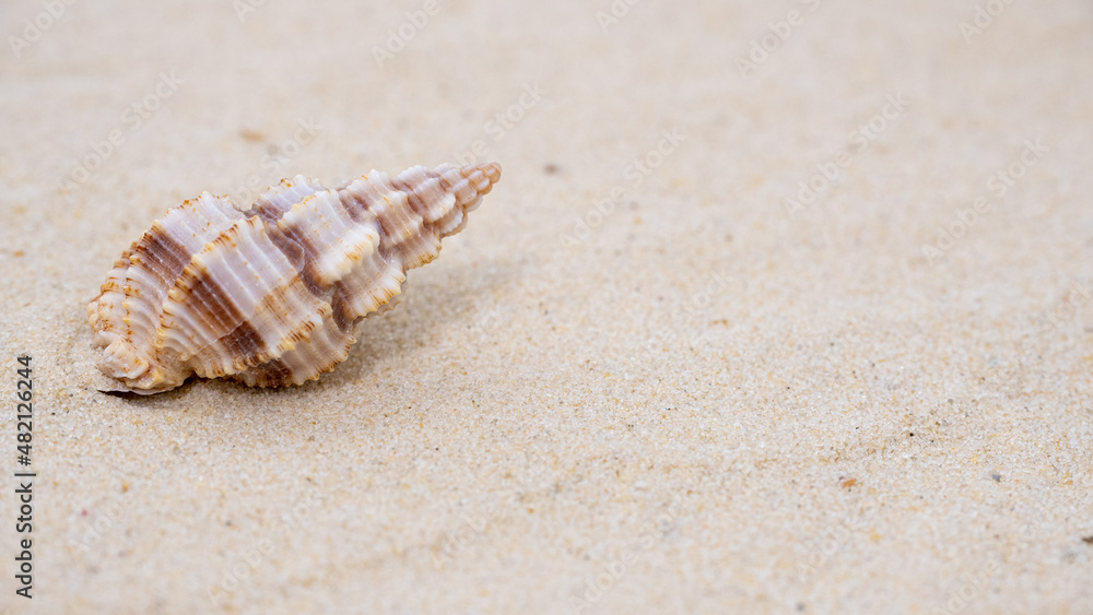 a beautiful brown shell lies on the sand,copyspace a beautiful brown shell lies on the sand,copyspace