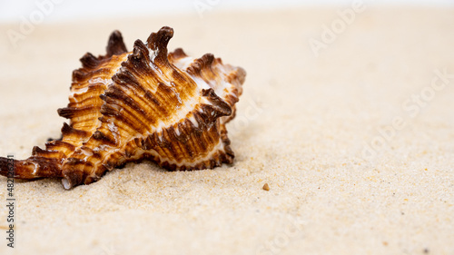 a beautiful needle-shaped brown shell lies on the sand,copyspace